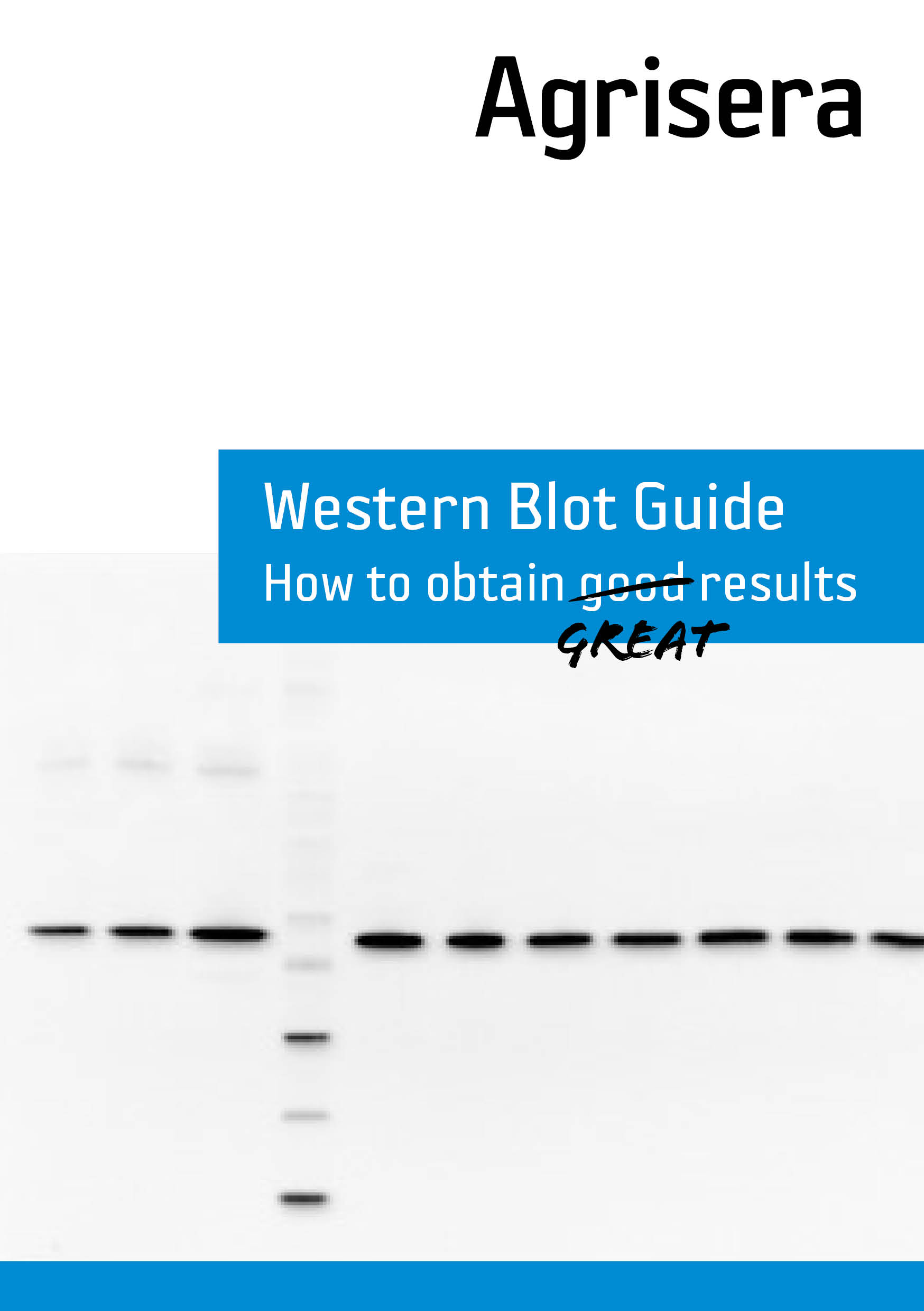 Agrisera Western blot guide